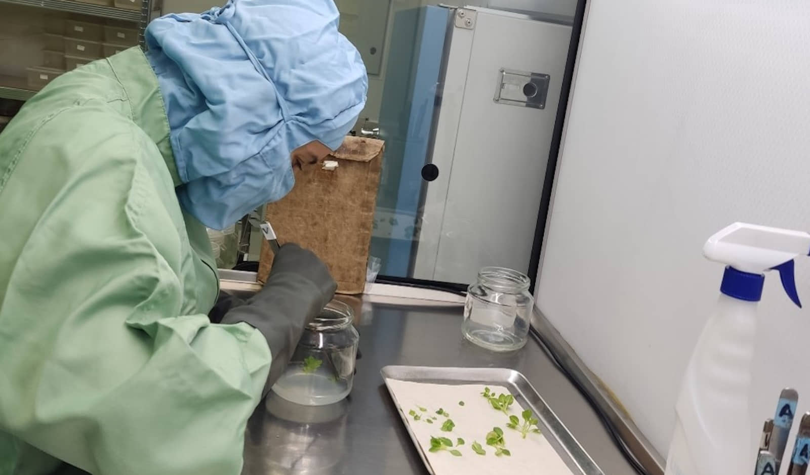laboratorio-reproduccion-vegetal